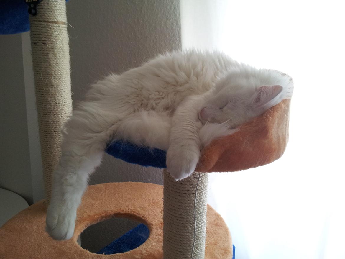 Blanding af racer Neelix billede 6