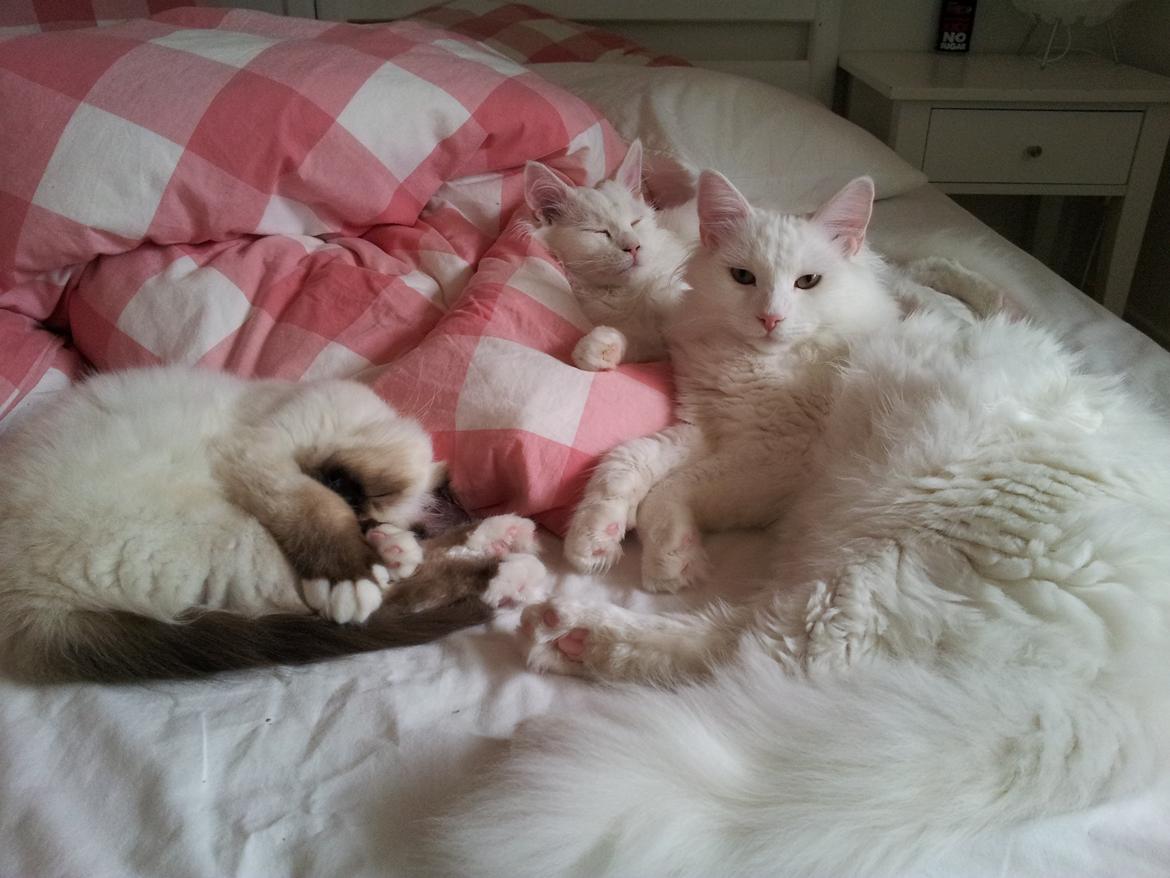 Blanding af racer Neelix billede 7