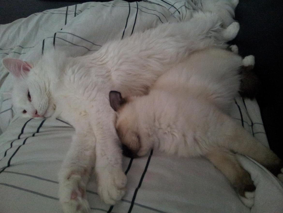 Blanding af racer Neelix billede 8