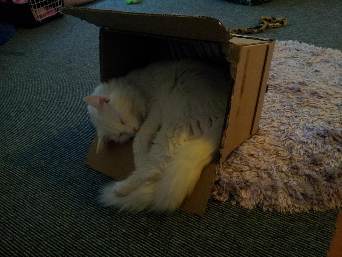 Blanding af racer Neelix billede 4