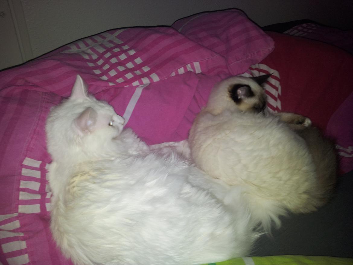 Blanding af racer Neelix billede 9