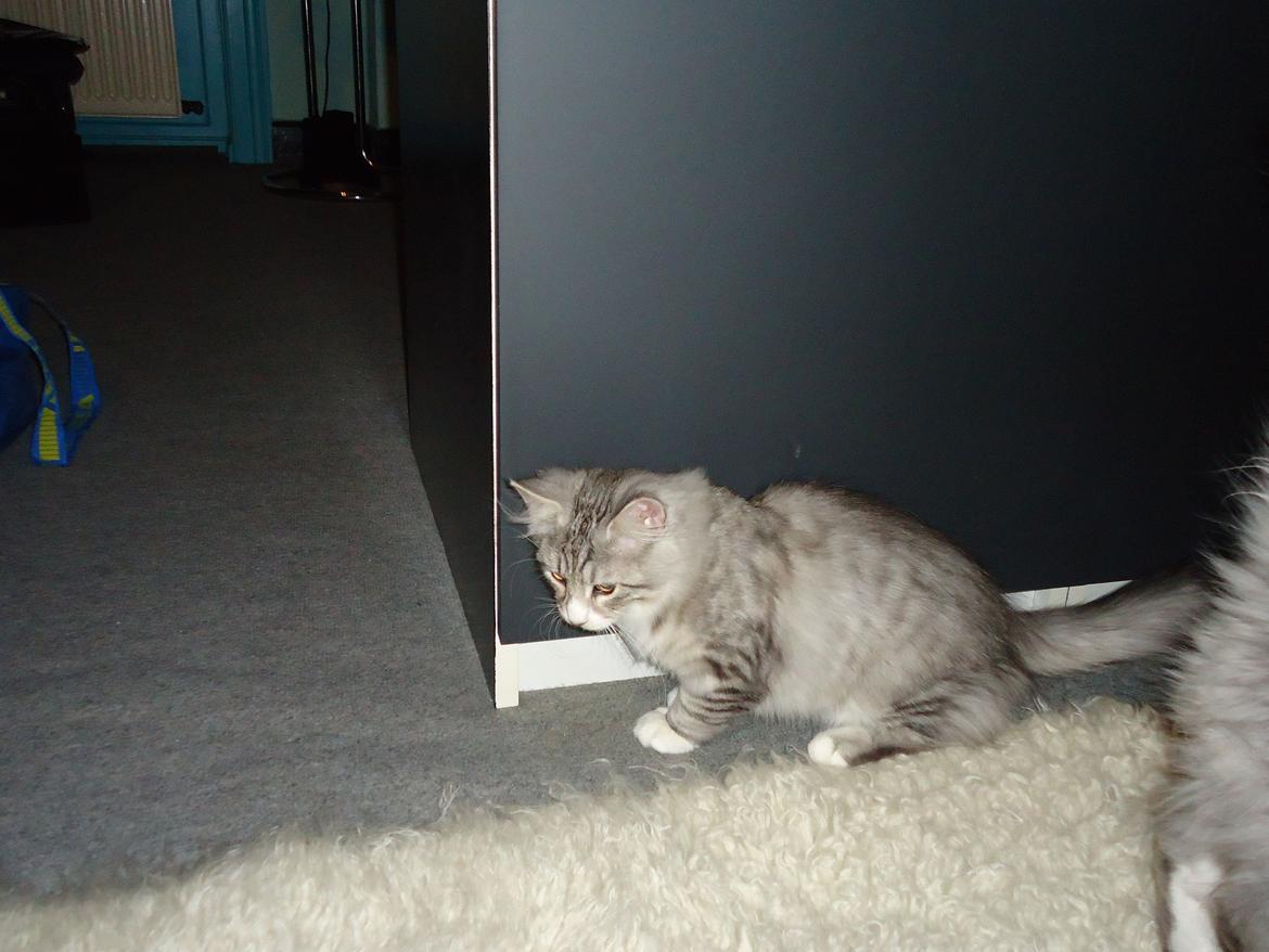 Norsk Skovkat Ziggy - 15½ uge billede 7