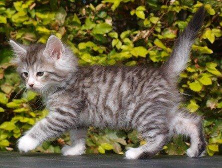 Norsk Skovkat Ziggy - 8 uger billede 2