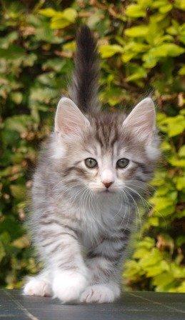 Norsk Skovkat Ziggy - 8 uger billede 1