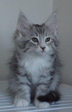 Norsk Skovkat Ziggy - 10 uger billede 3