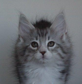 Norsk Skovkat Ziggy - 10 uger billede 4