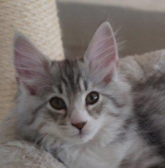 Norsk Skovkat Ziggy - 11 uger billede 5