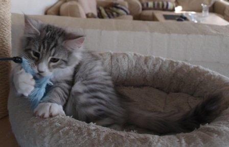 Norsk Skovkat Ziggy - 14½ uge billede 6