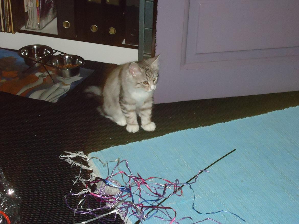 Norsk Skovkat Ziggy - 15½ uge billede 8