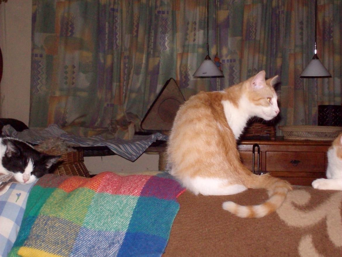 Huskat Mikkel ( Mille ) billede 9