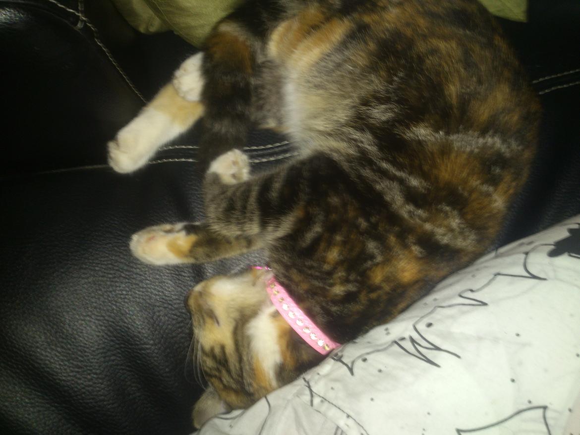 Huskat Kitty billede 1