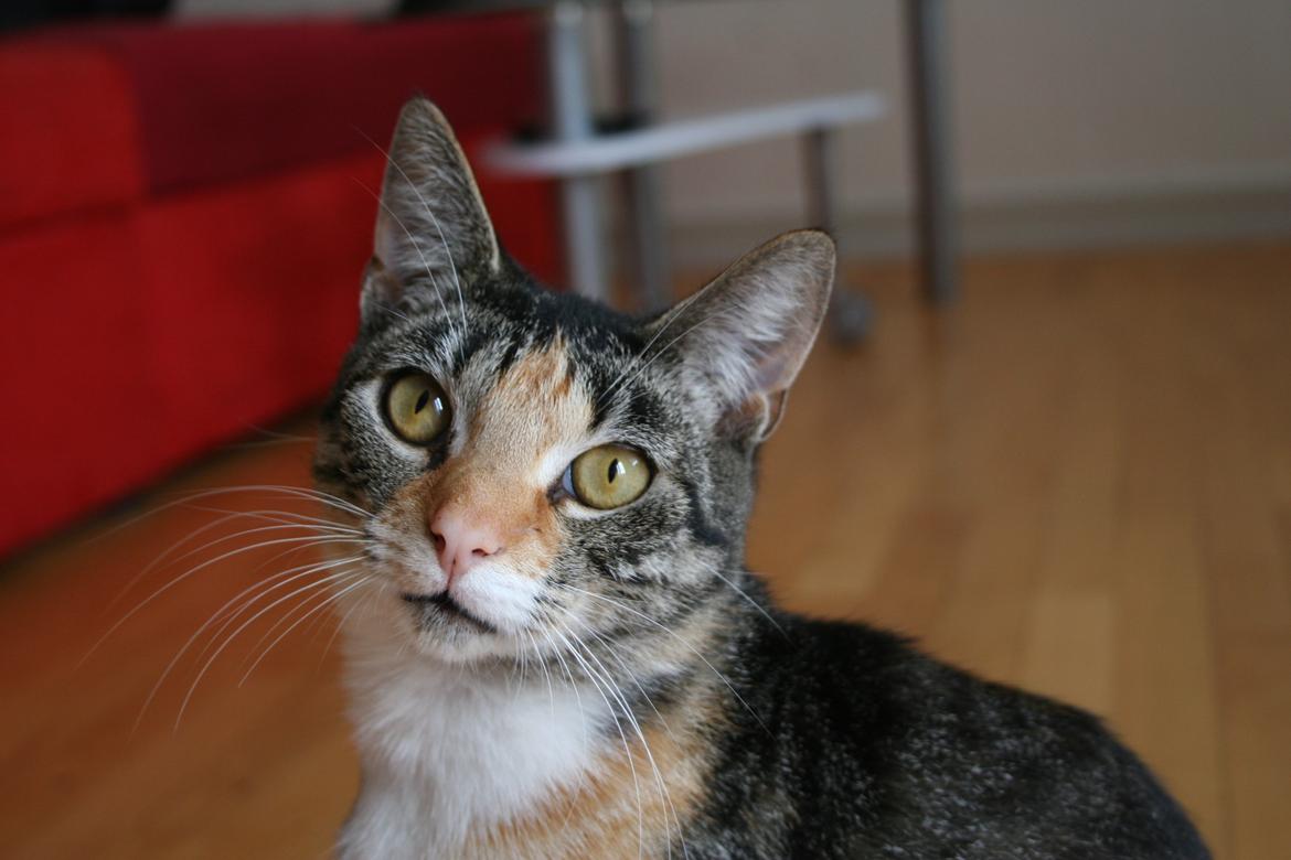 Huskat Cola billede 26