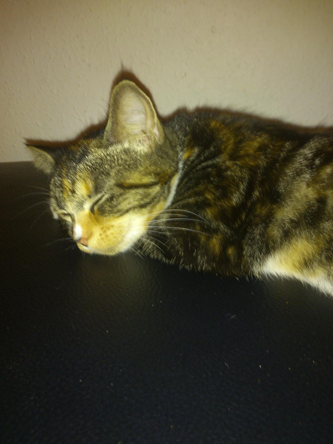 Huskat Kitty billede 2