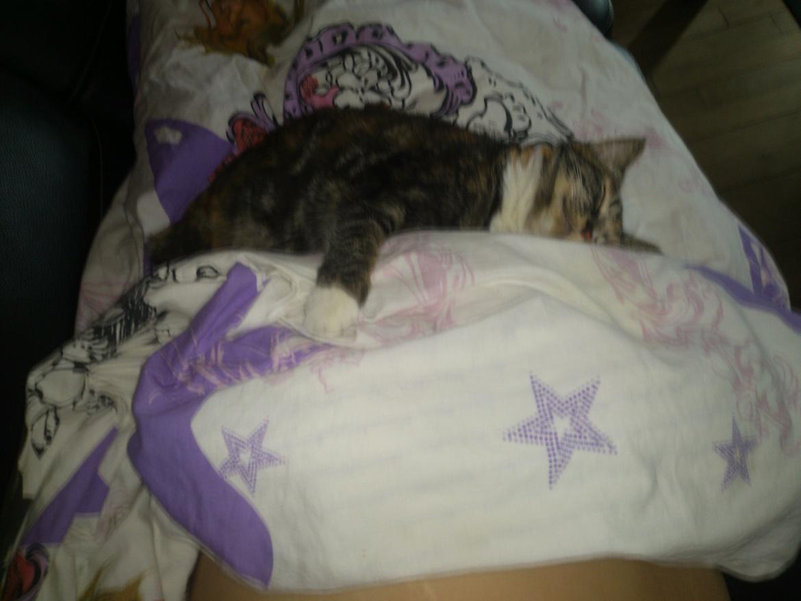 Huskat Kitty billede 4