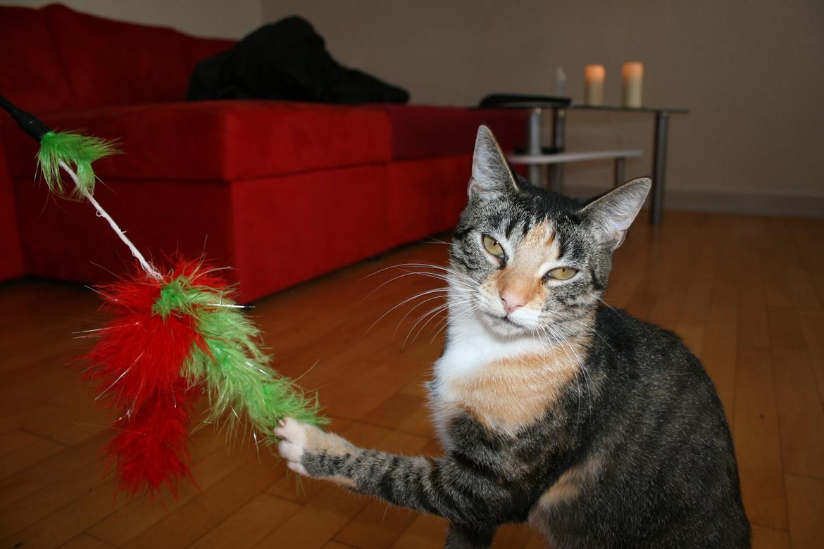 Huskat Cola billede 27