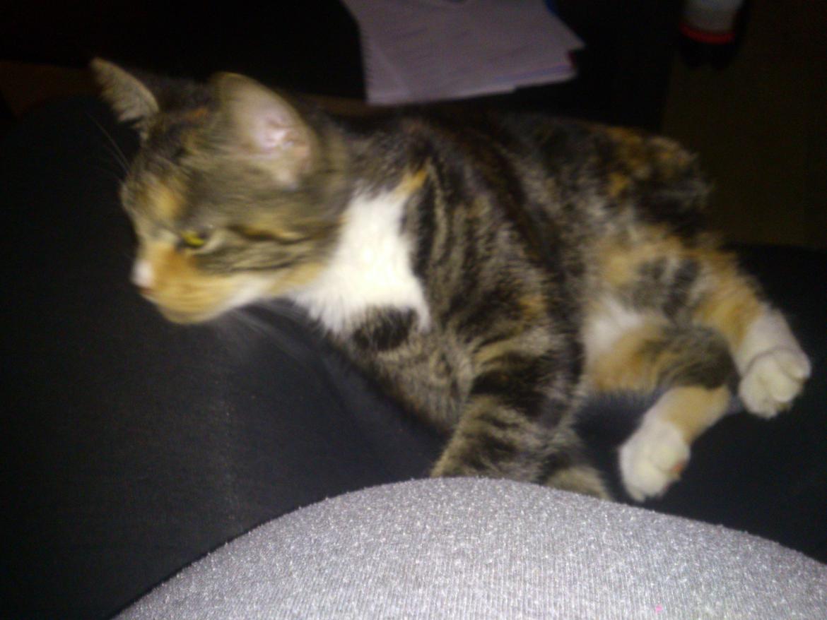 Huskat Kitty billede 6