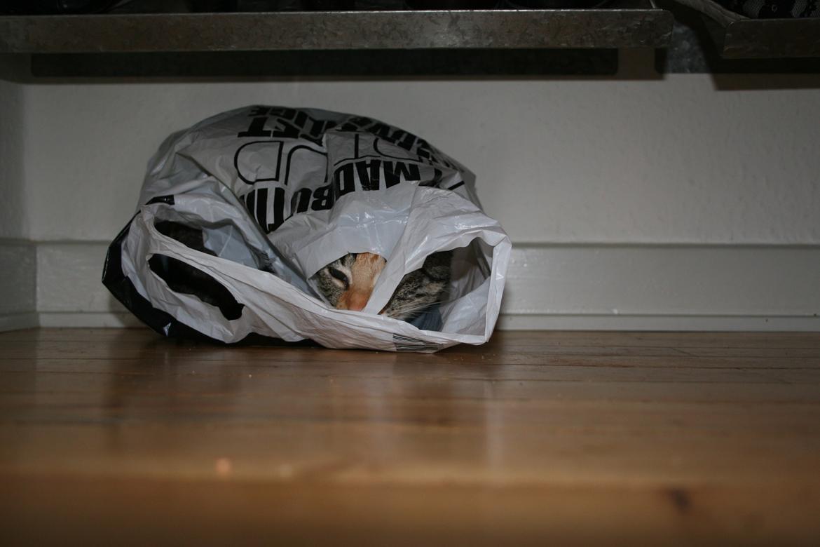 Huskat Cola billede 12