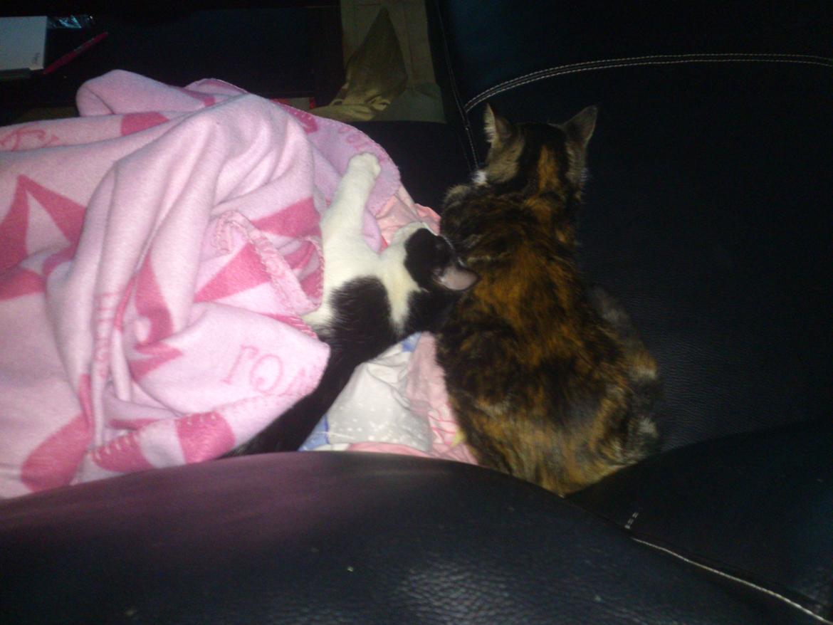 Huskat Kitty billede 8