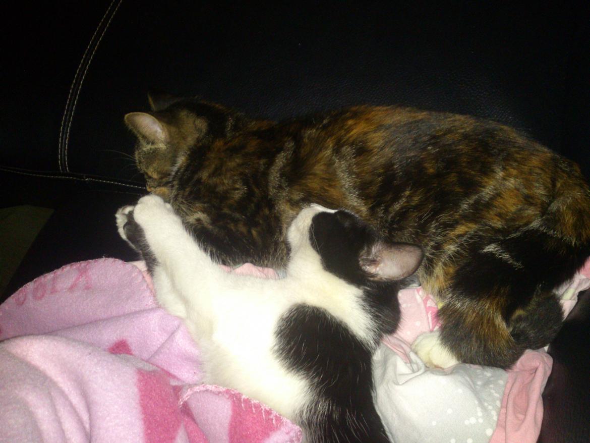 Huskat Kitty billede 9