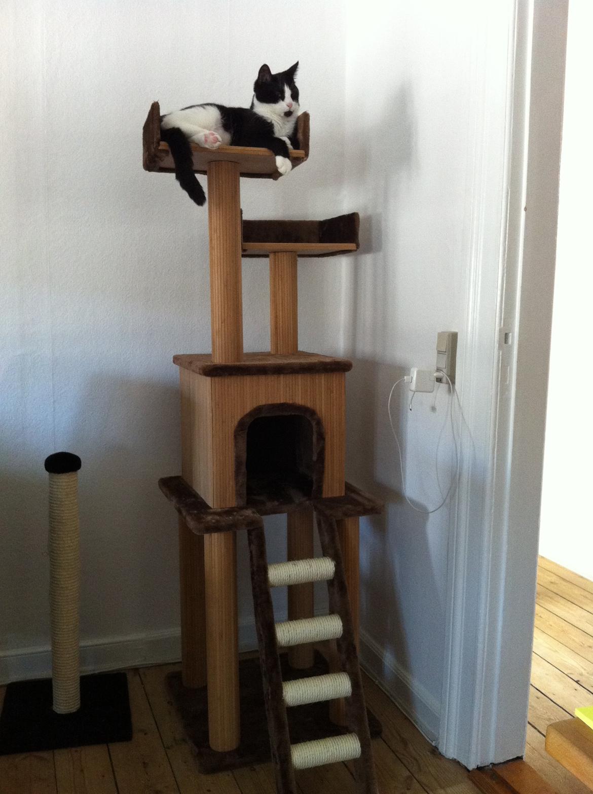 Blanding af racer Neo (himmelkat) - *NY* Vores kradsetræ billede 3