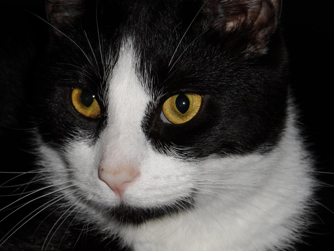 Blanding af racer Neo (himmelkat) - *NY* Min smukke mis billede 1