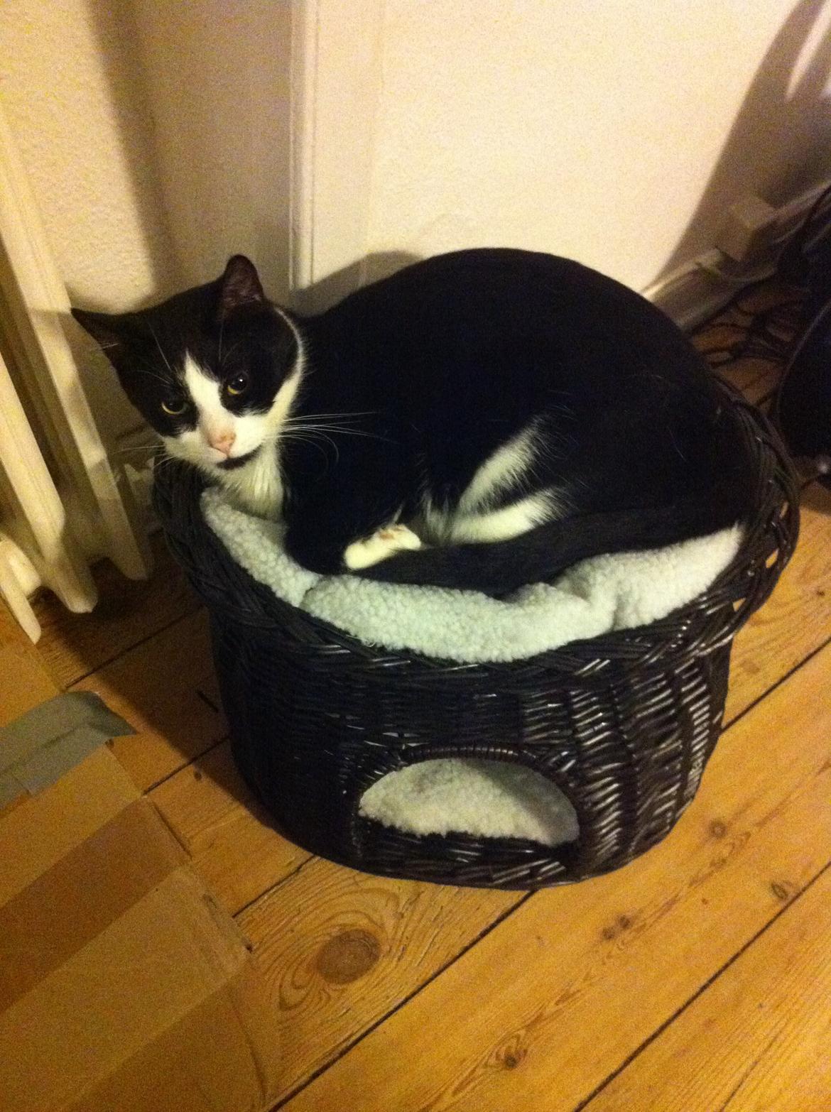 Blanding af racer Neo (himmelkat) - *NY*  billede 2