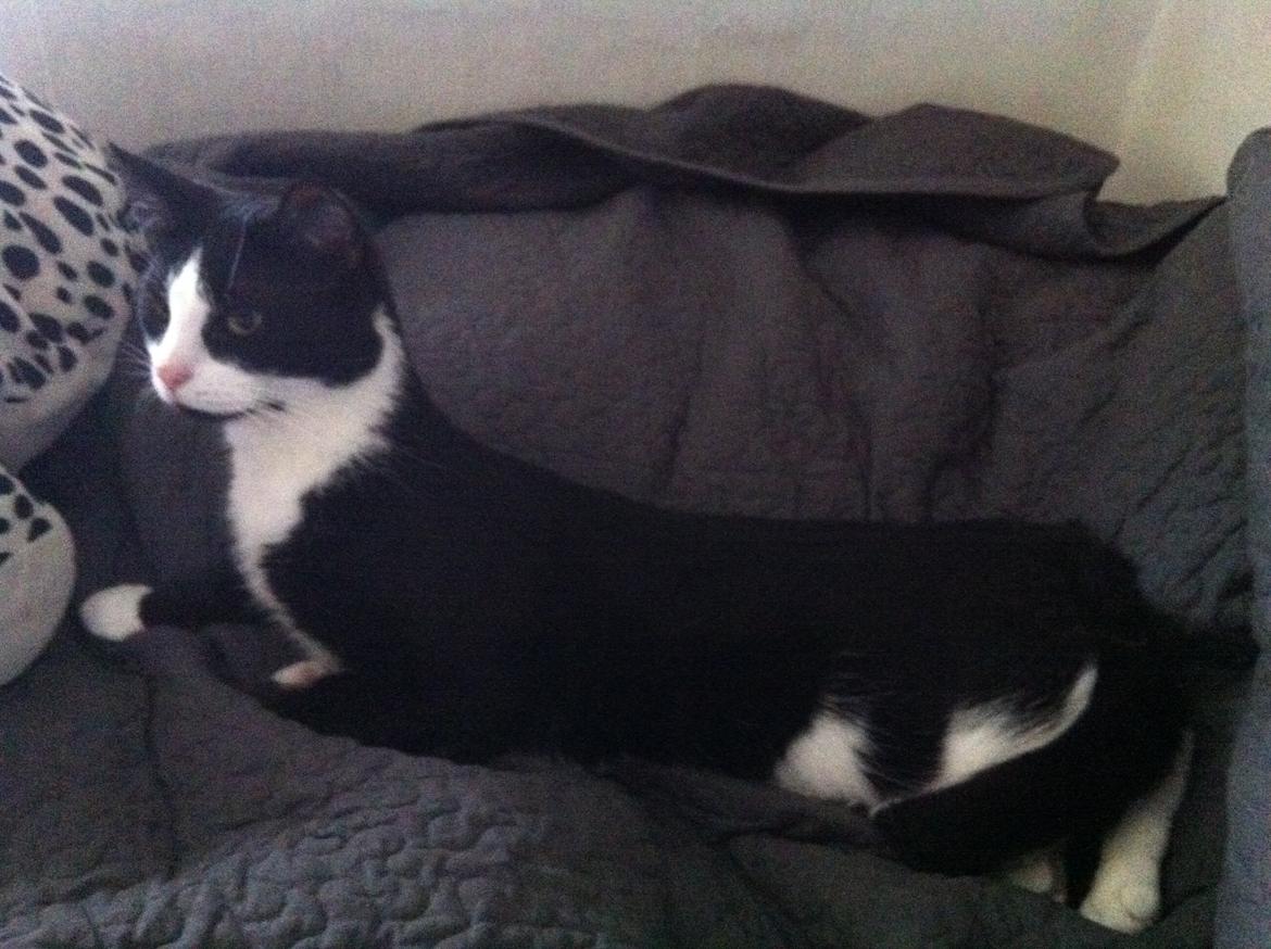 Blanding af racer Neo (himmelkat) - *NY* Hvad var det for en lyd? billede 4