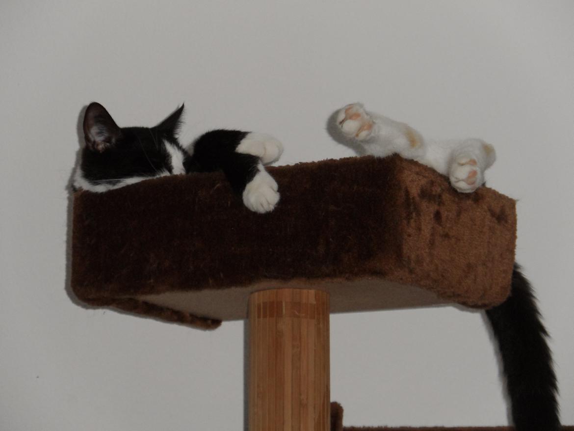 Blanding af racer Neo (himmelkat) - *NY* Nyder hylden.  billede 5