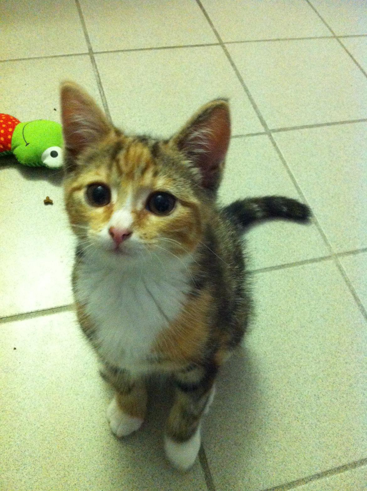 Huskat Trinity billede 2