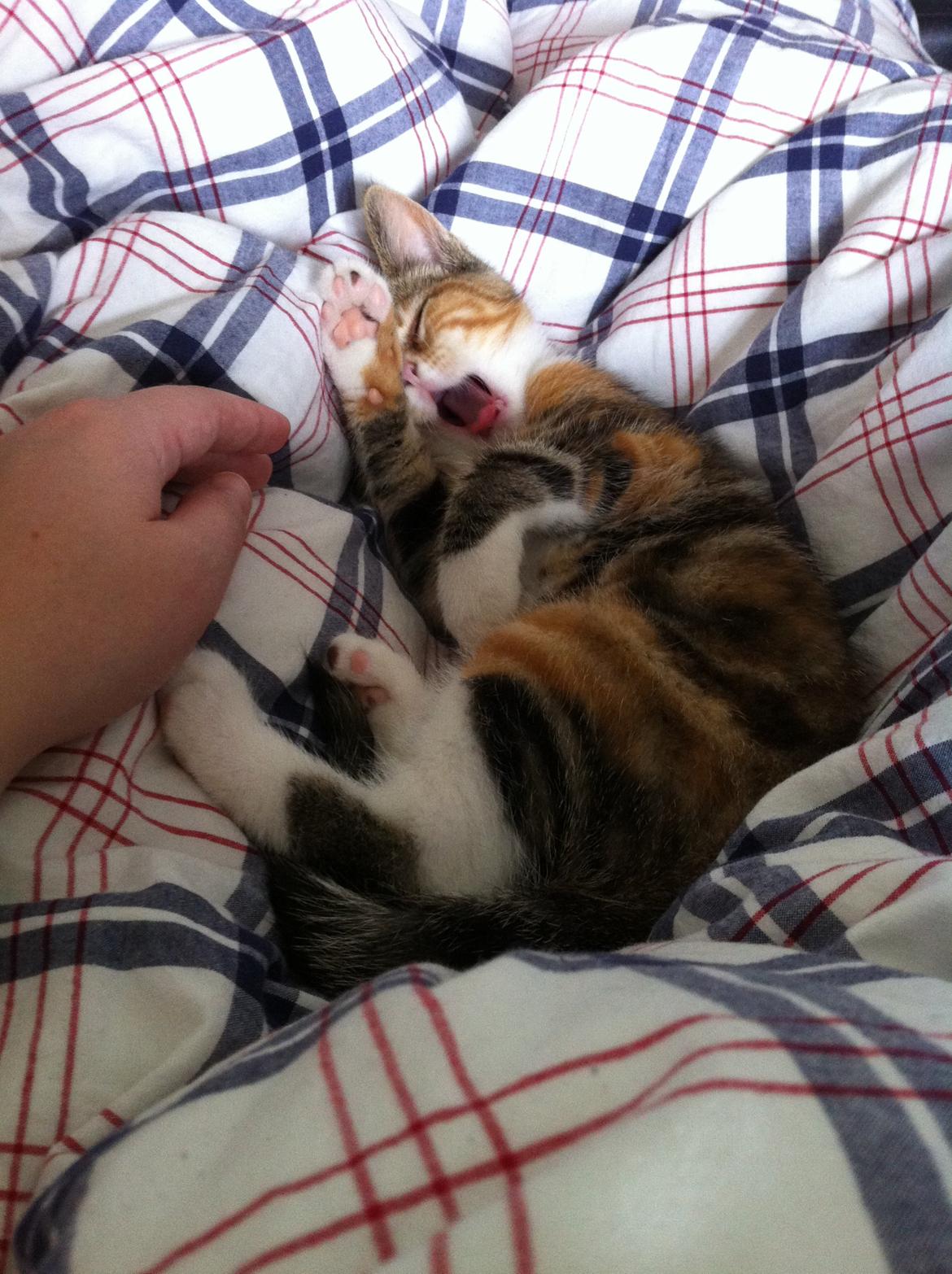 Huskat Trinity - Gaaaaaaab..! billede 3