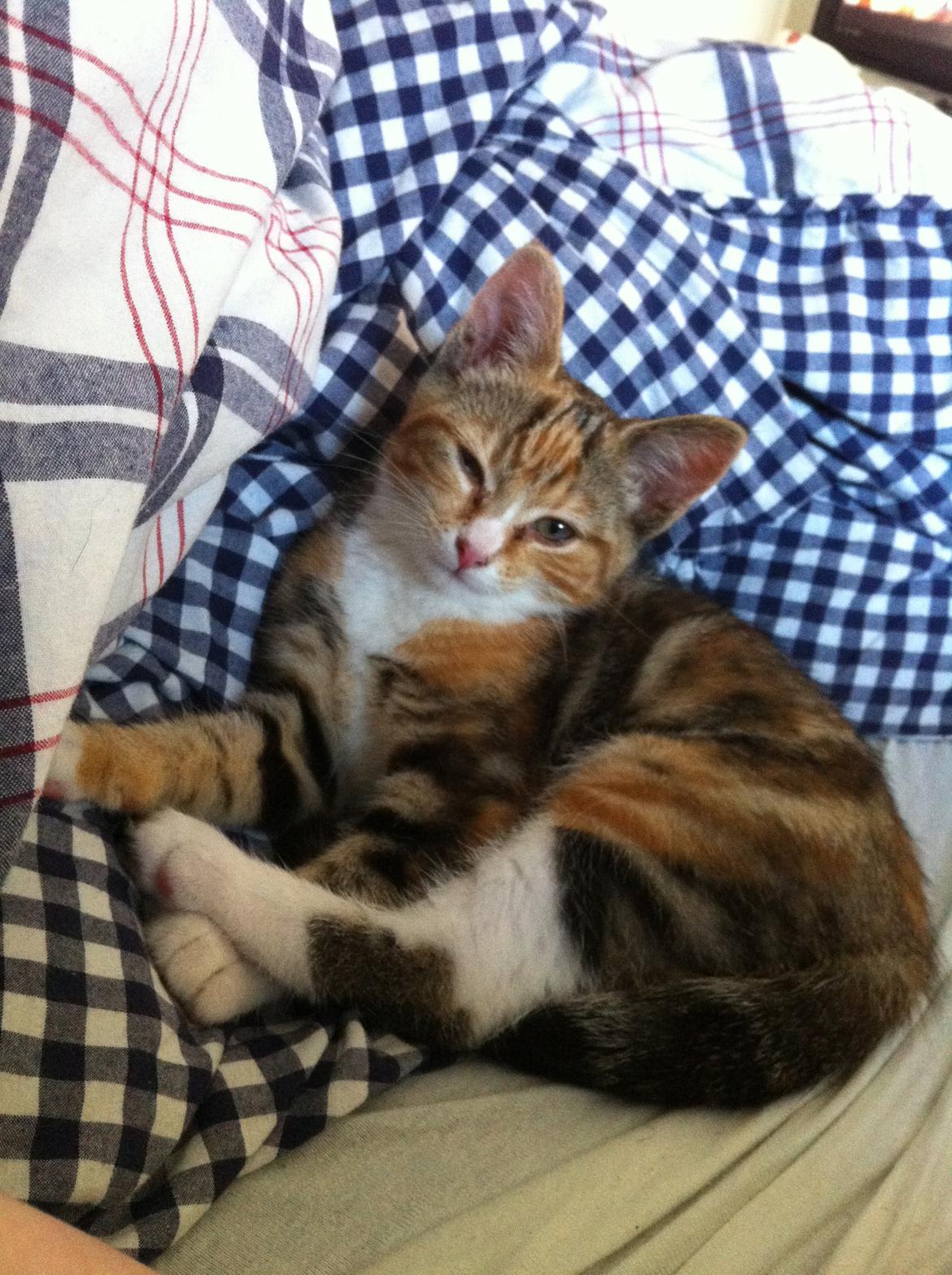 Huskat Trinity billede 4