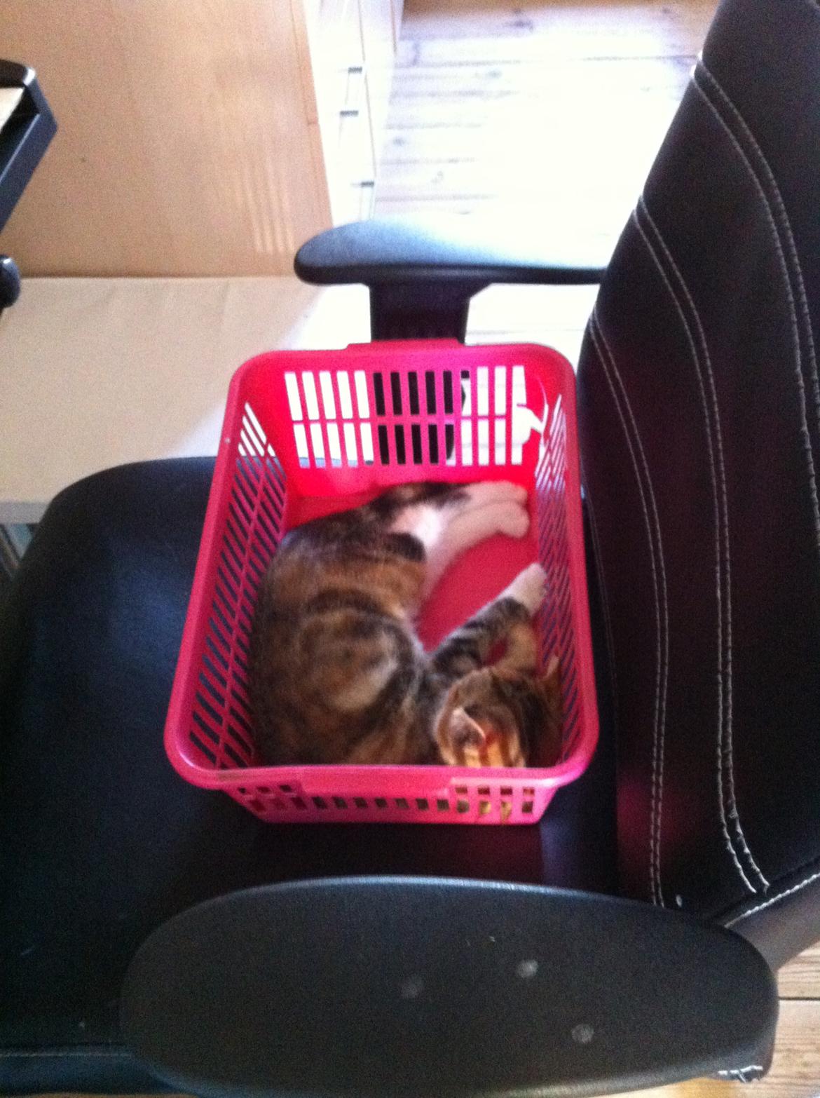 Huskat Trinity - Man sætter noget fra sig, og straks er hun der.  billede 5