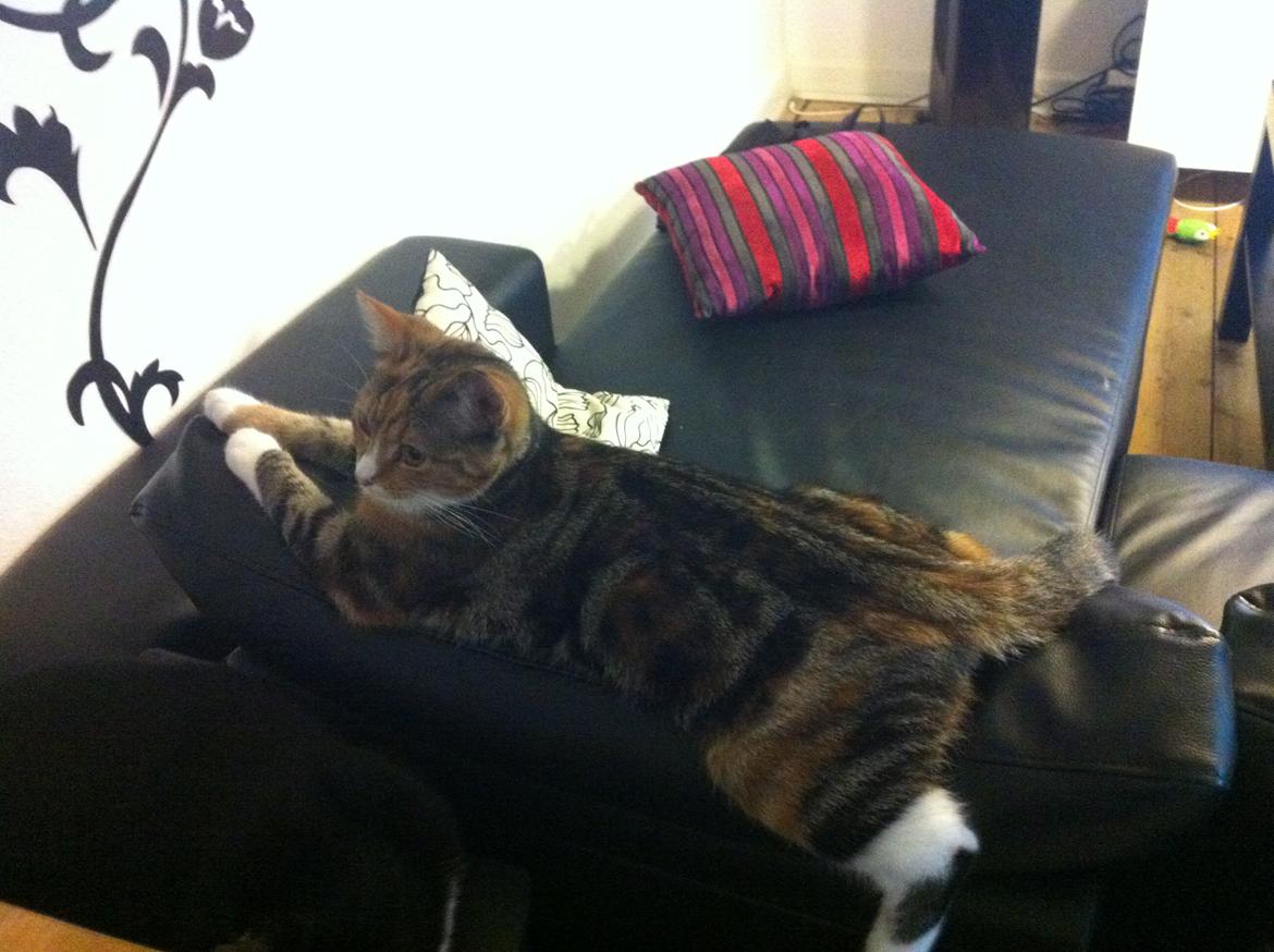 Huskat Trinity - Hmmm.. Jah..  billede 6