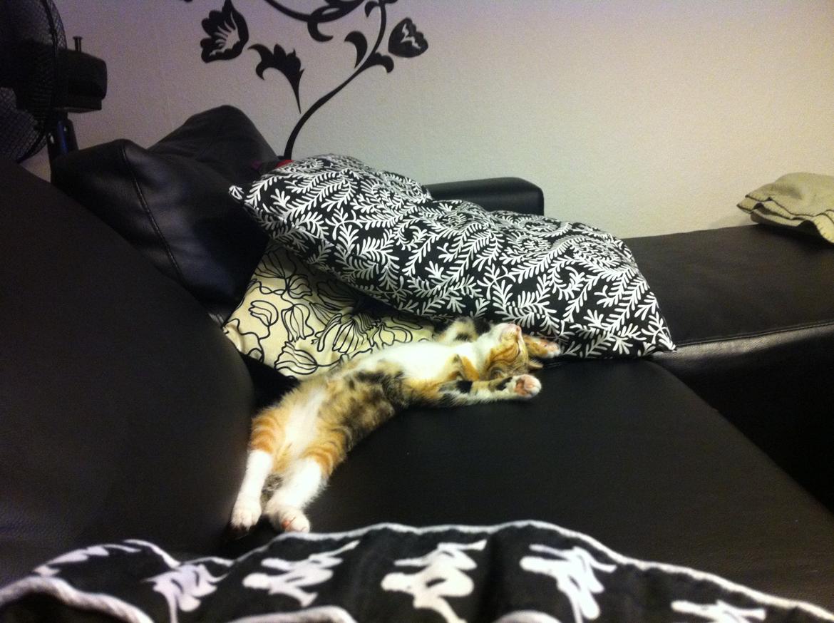 Huskat Trinity - Jeg tager lige en slapper mens I kigger jer omkring :) billede 1