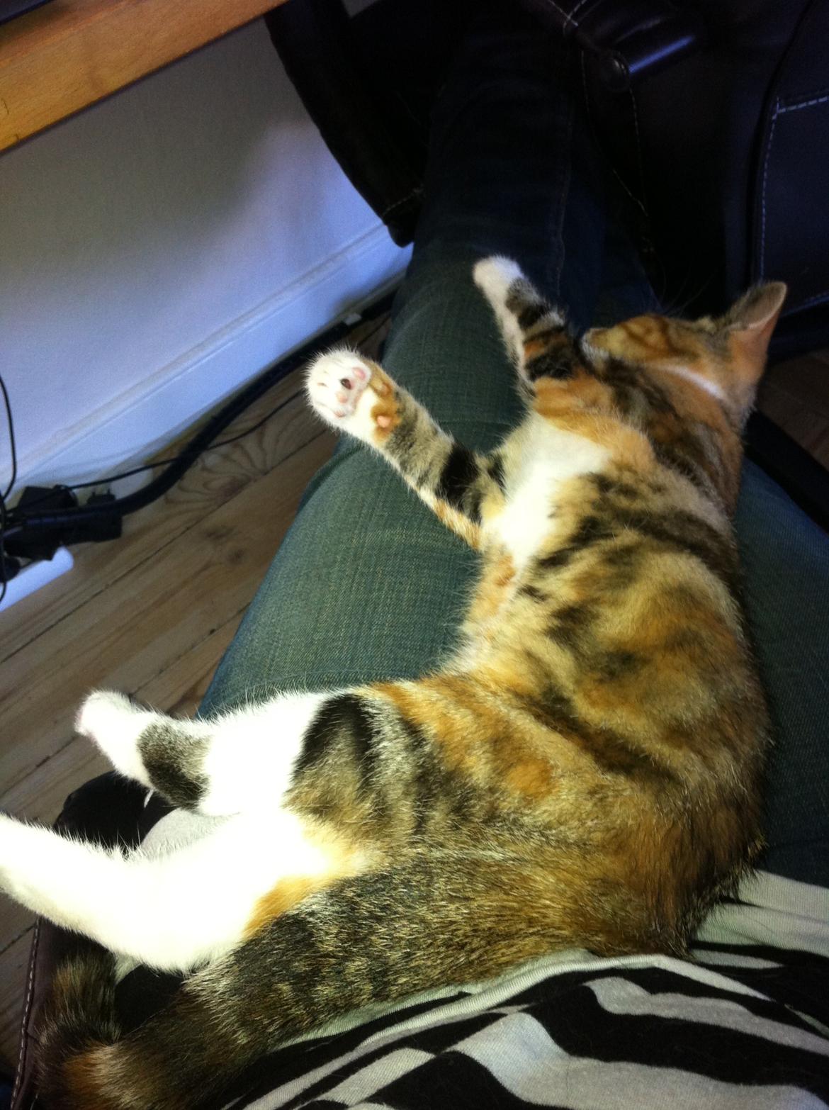 Huskat Trinity billede 7