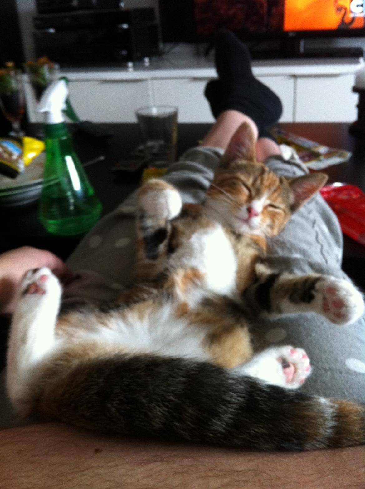 Huskat Trinity billede 8