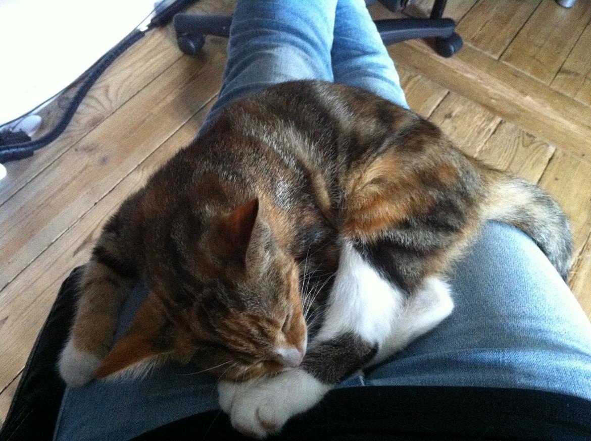 Huskat Trinity billede 10