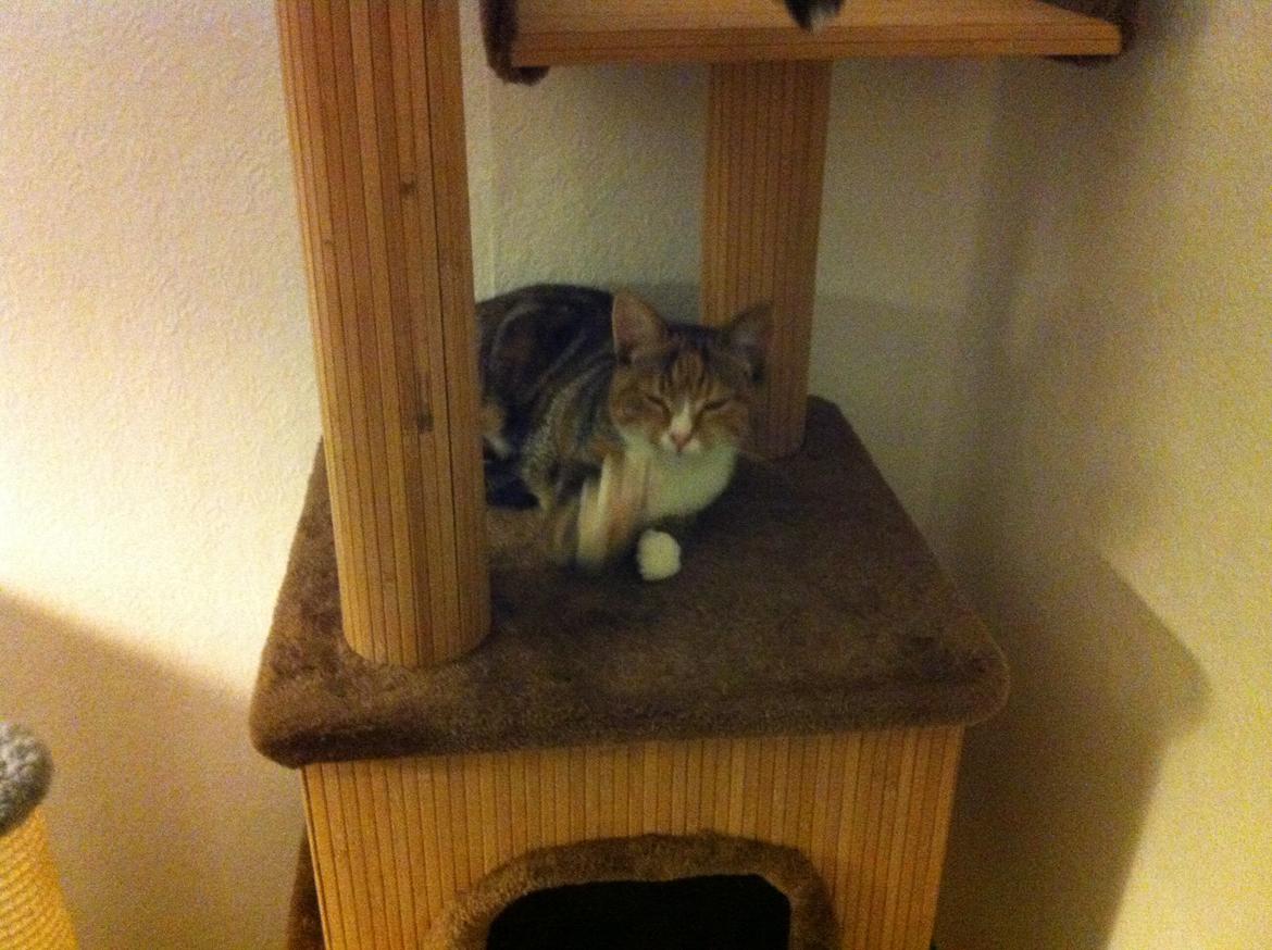 Huskat Trinity billede 11