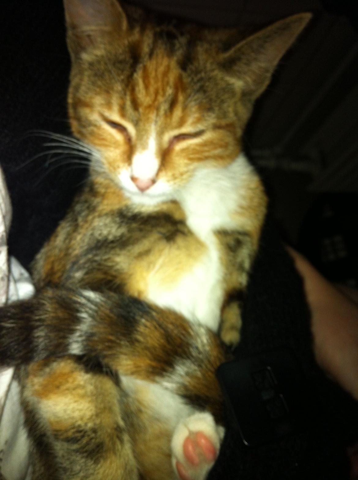 Huskat Trinity billede 12