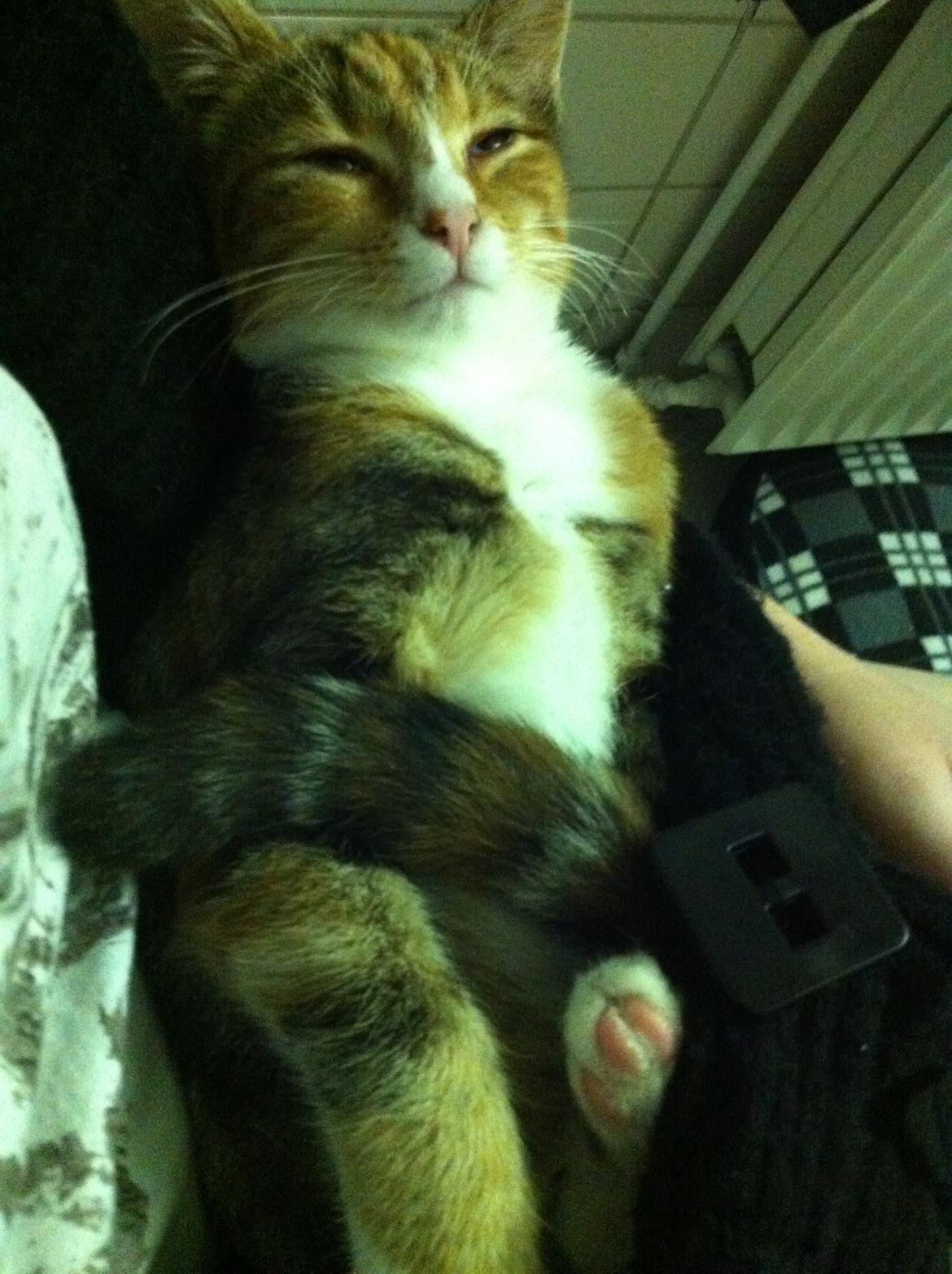 Huskat Trinity - I en form for tance? billede 13