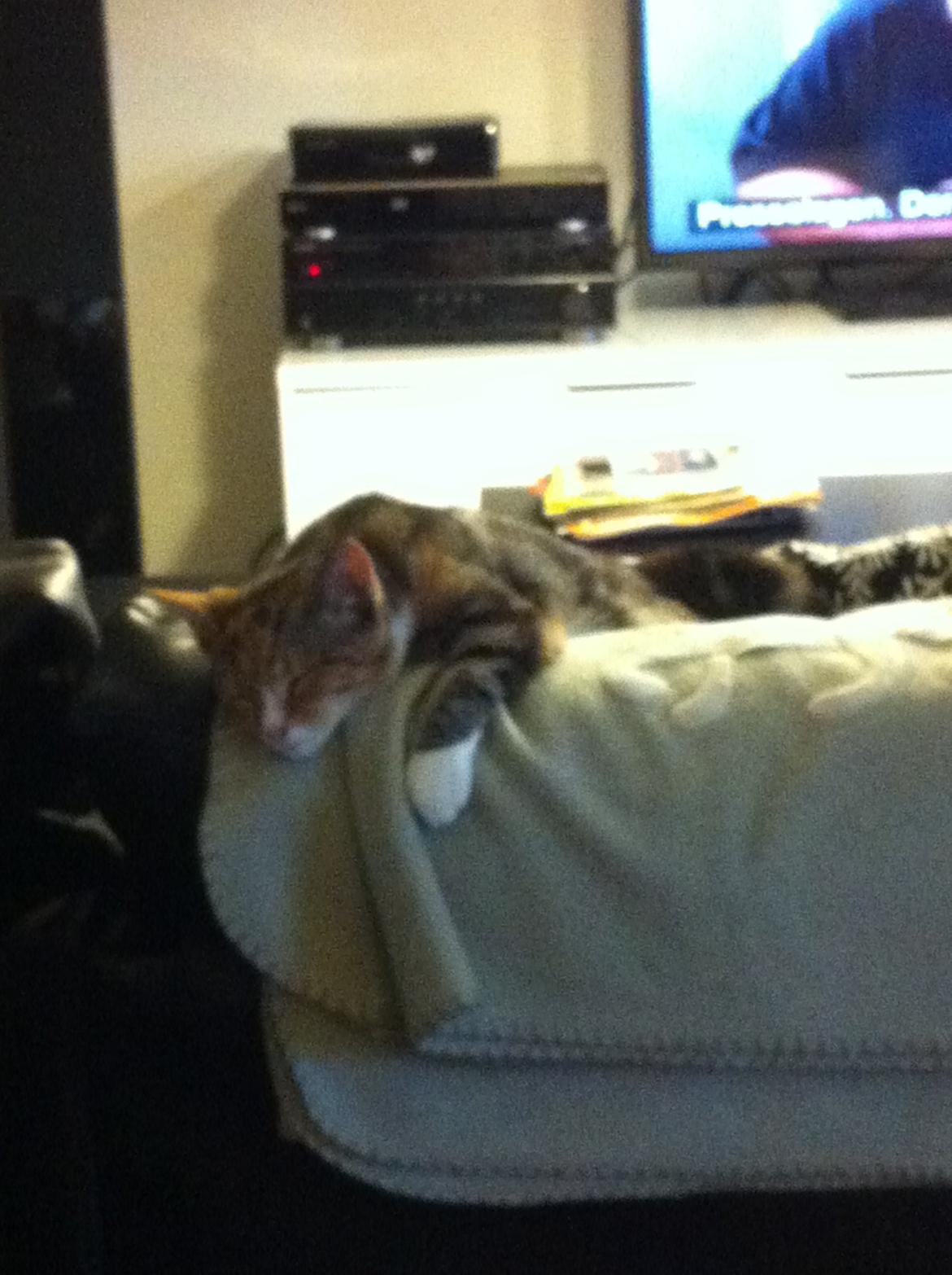 Huskat Trinity - Det var så hårdt at komme op på sofaryggen.  billede 14