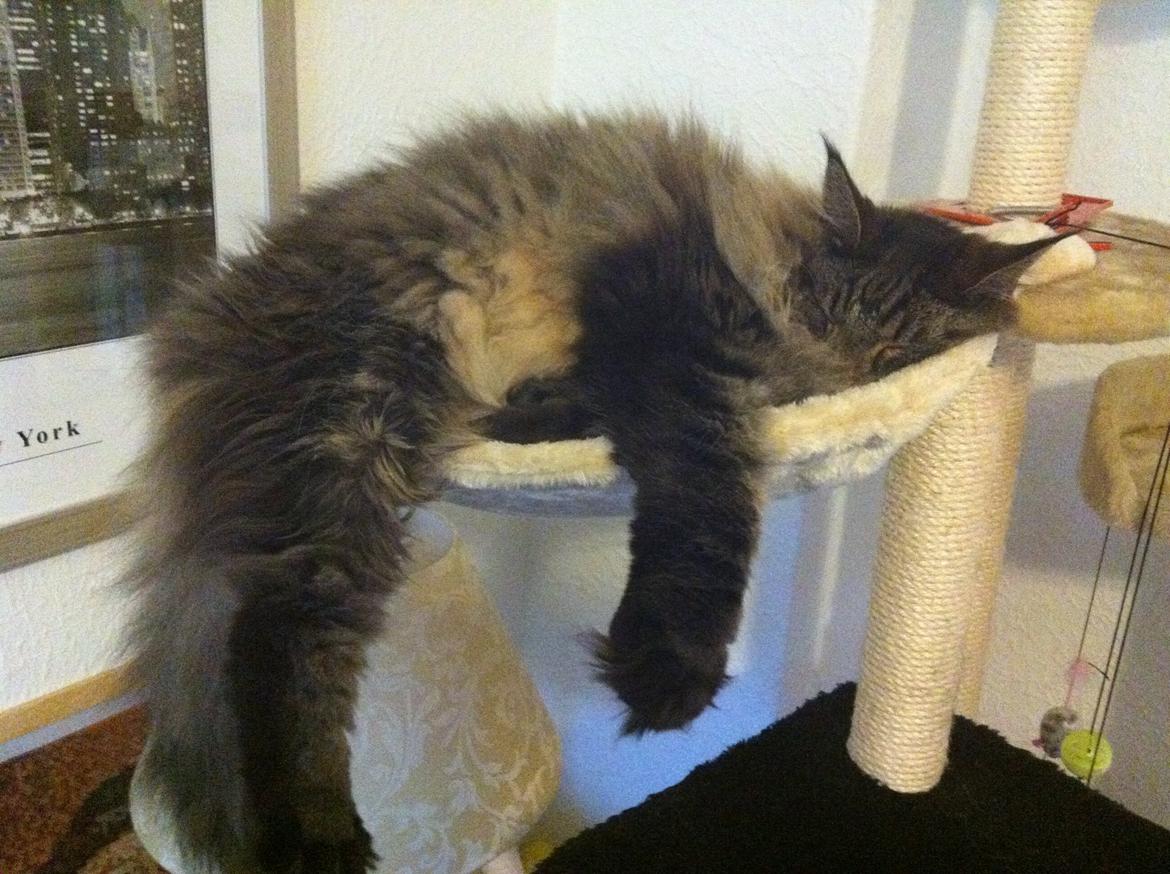 Maine Coon oscar - max hygge til oscar billede 11