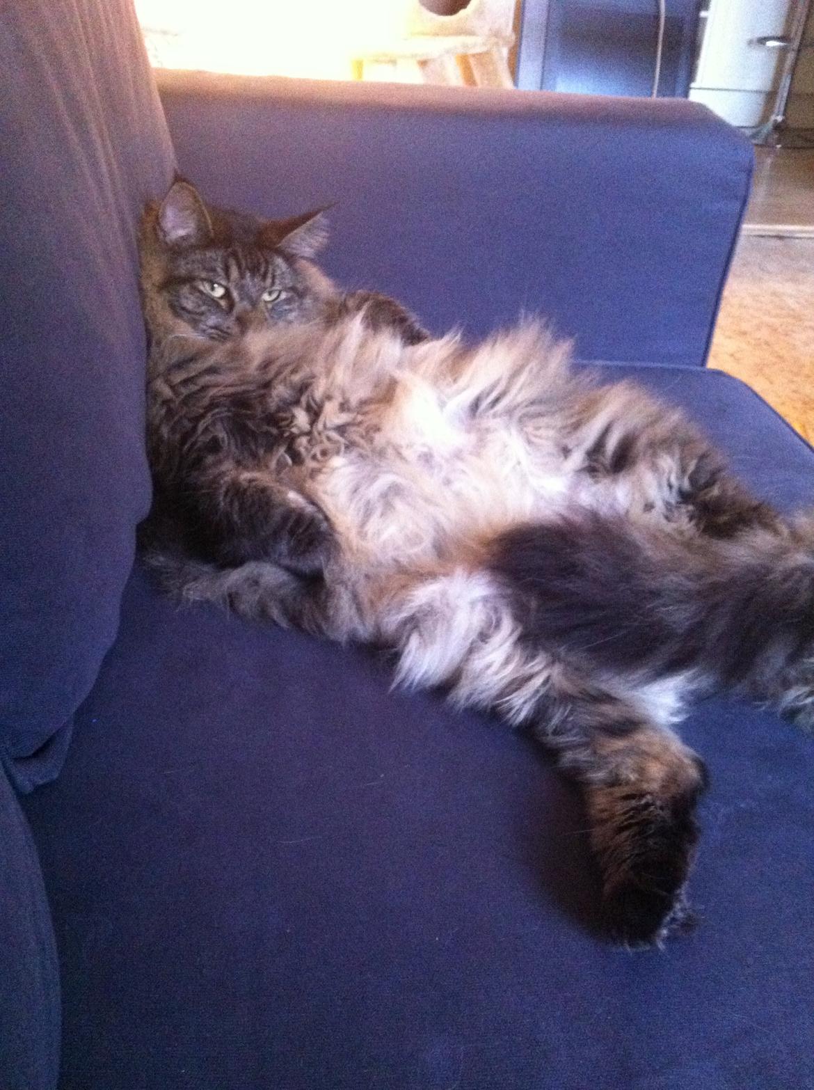 Maine Coon oscar - hårdt at være dejlig billede 12