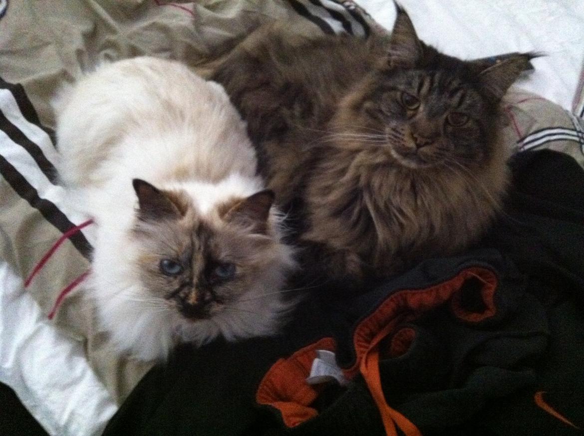 Maine Coon oscar - se hvor fine vi lige er  billede 13