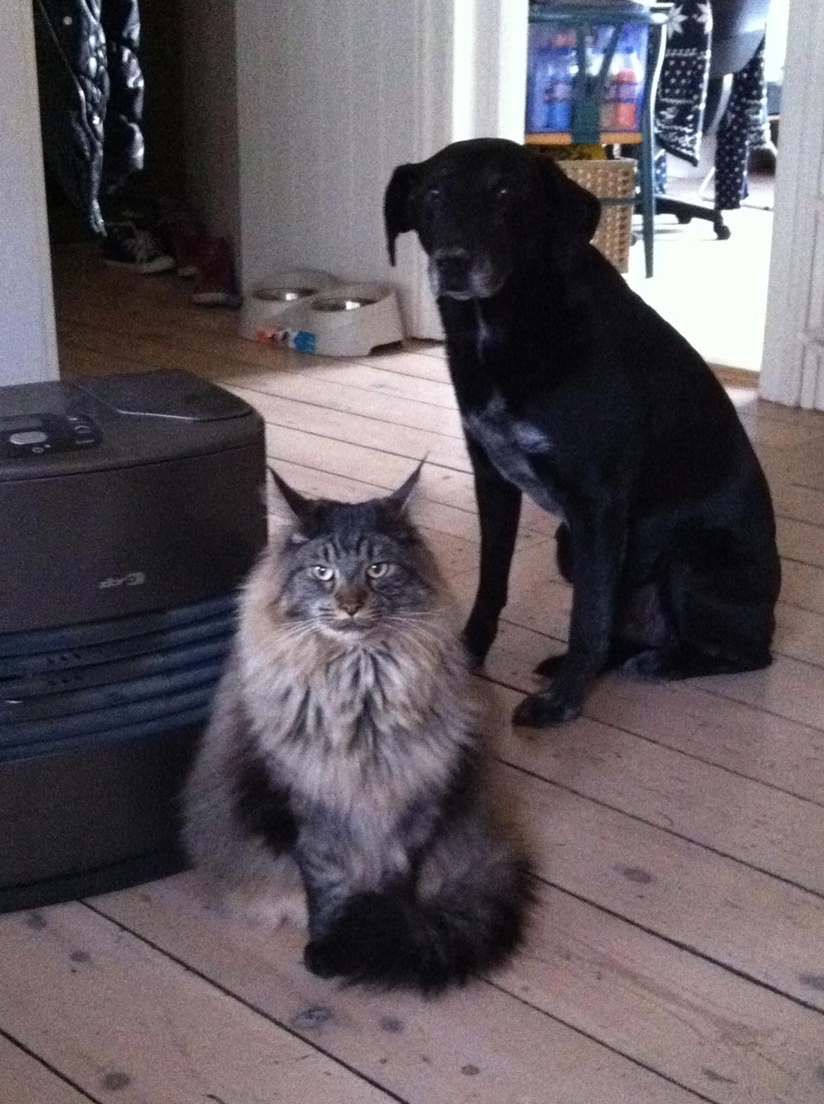 Maine Coon oscar - mig og bedste ven
 som desværre ikke er her mereR.I.P kære max du er savnet mangler dig til når vi skal tigge ved slik skabet ;O) billede 14