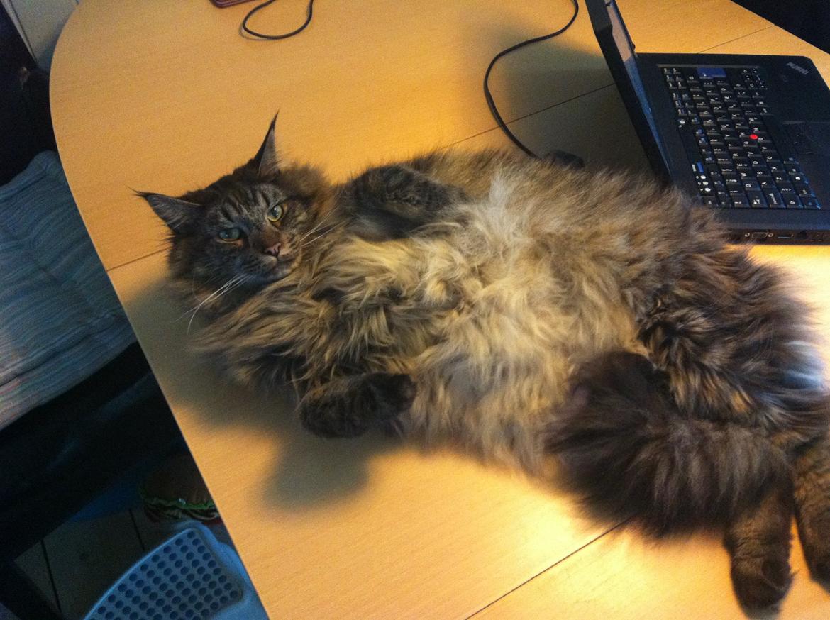 Maine Coon oscar - må lige vise min flotte mave 
igen :O) billede 15