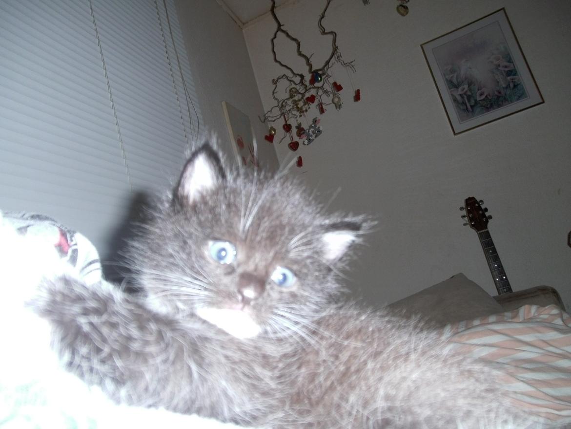 Huskat Shadow - hej hej xD  billede 6