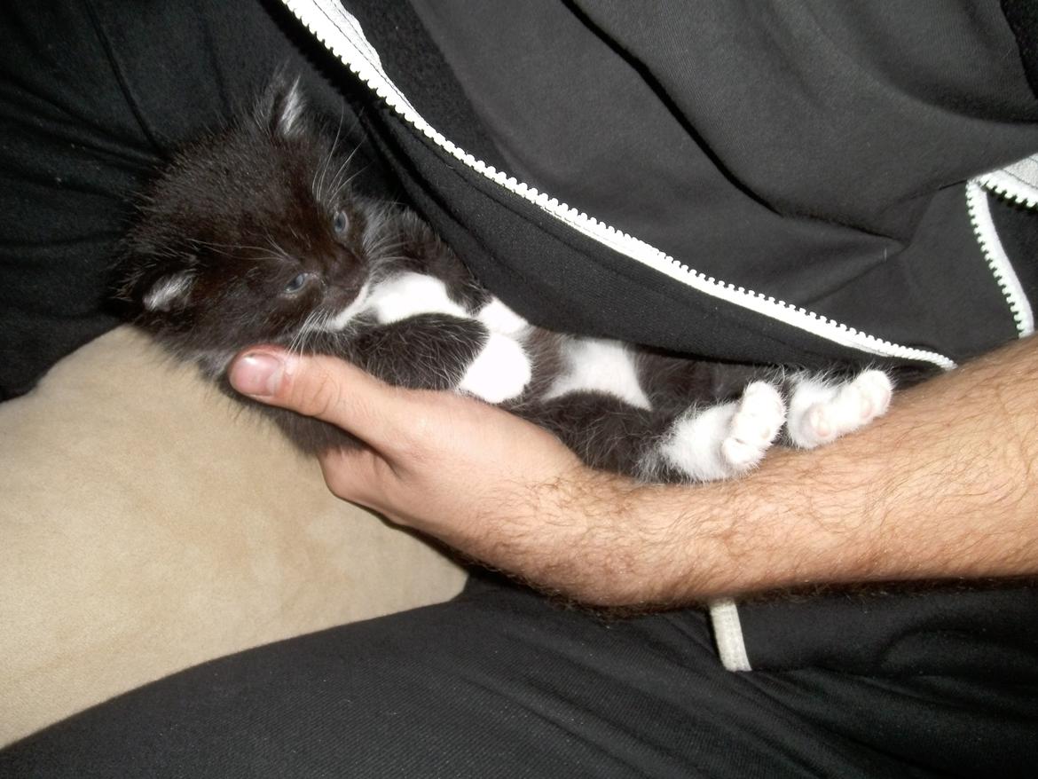Huskat Shadow - putter godt i ''fars'' arm ;D  billede 7