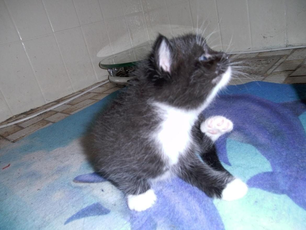 Huskat Shadow - det klør lige lidt :)  billede 11