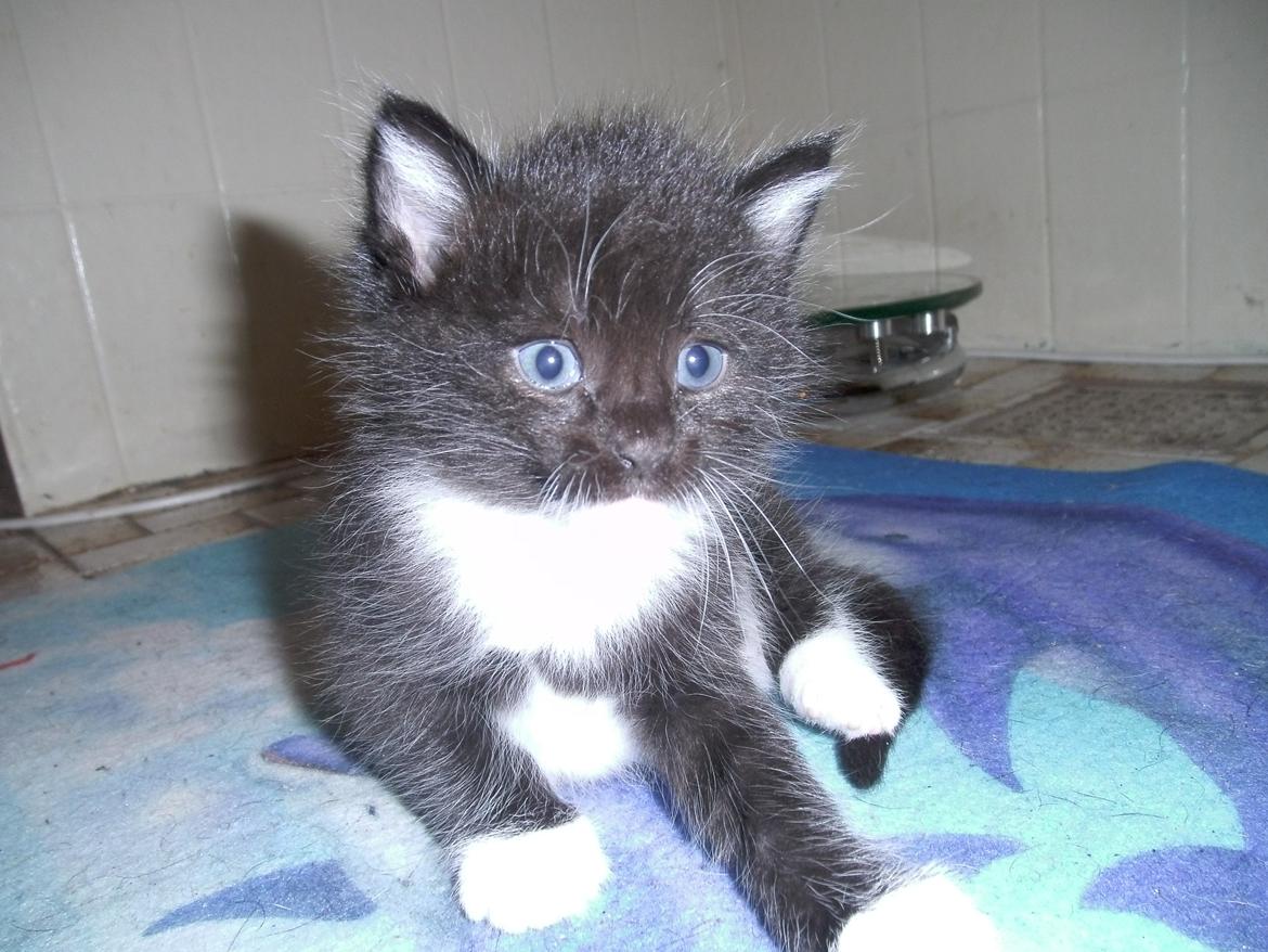 Huskat Shadow - Hej :D billede 12